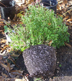 Root ball of Mums
