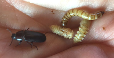 Mealworm larva, pupae and adult