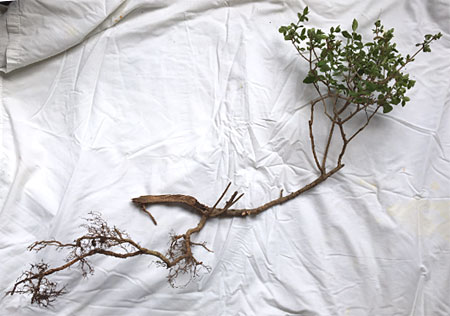 Privet bush with bonsai potential