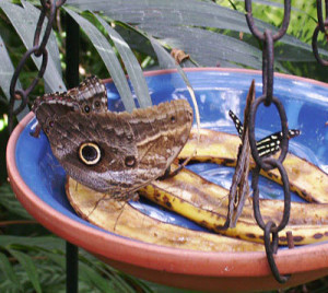 Butterflies feeding on overripe bananas