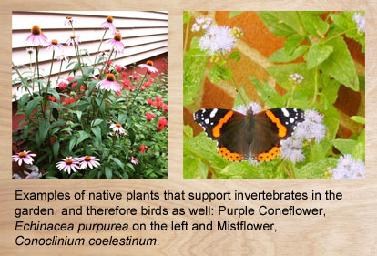 Two examples of native plants, Purple Coneflower and Mistflower that help attract birds..