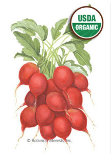 In the St. Louis area, Radish can be planted outdoors in early March.