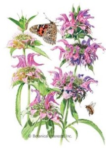 In the St. Louis area, Bee Balm can be started indoors in late February for later transplanting outdoors.