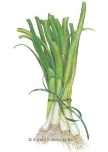 In the St. Louis area scallions and onions can started from seed indoors in late January.