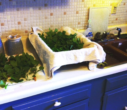 Herb washing and drying station