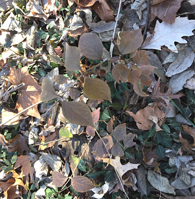 Honeysuckle leaves in brown fall color