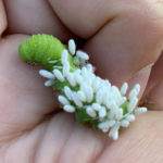 Hornworm caterpillar with parasitic wasp cocoons.